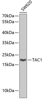 TAC1 C-terminal Peptide Antibody in Western Blot (WB)