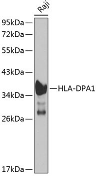 HLA-DPA1 Antibody in Western Blot (WB)