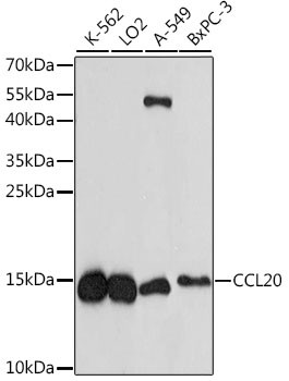 CCL20 Antibody in Western Blot (WB)