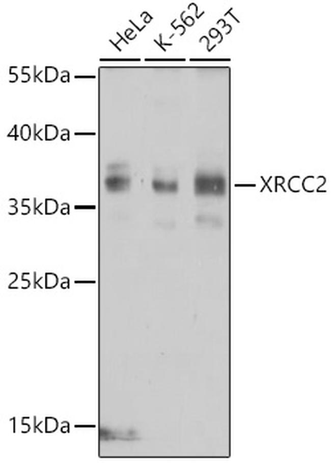 XRCC2 Antibody in Western Blot (WB)