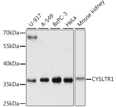 CYSLTR1 Antibody in Western Blot (WB)