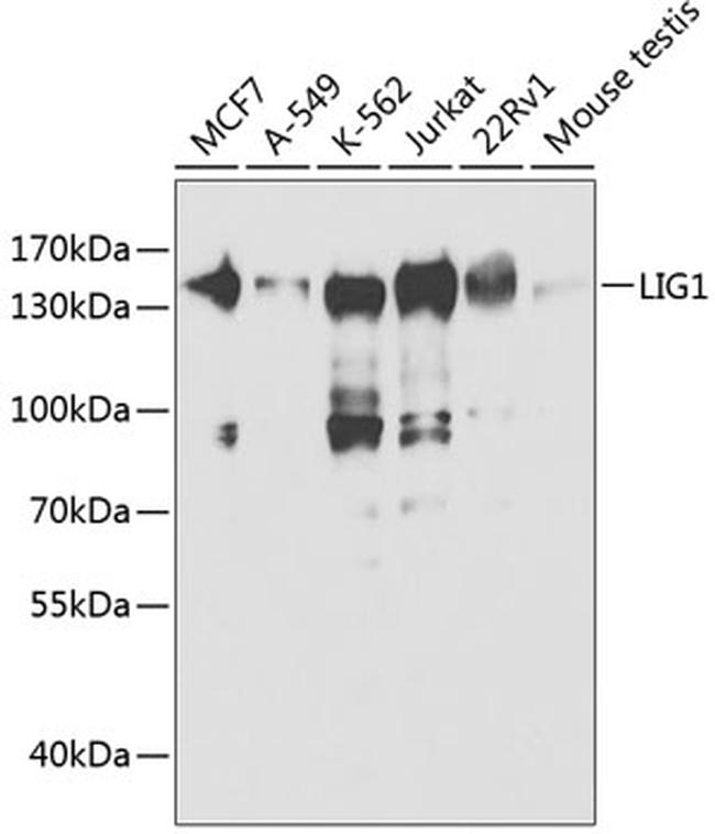 DNA Ligase I Antibody in Western Blot (WB)