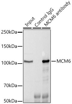 MCM6 Antibody in Immunoprecipitation (IP)