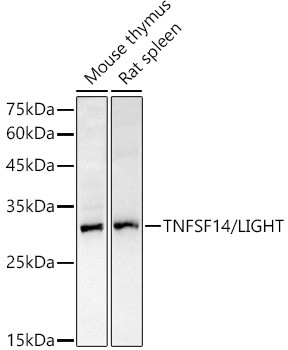 LIGHT Antibody in Western Blot (WB)