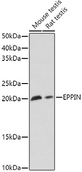 SPINLW1 Antibody in Western Blot (WB)