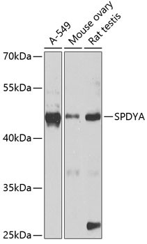 SPDYA Antibody in Western Blot (WB)