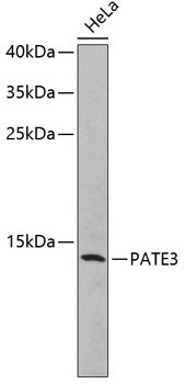 PATE3 Antibody in Western Blot (WB)