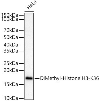 H3K36me2 Antibody in Western Blot (WB)
