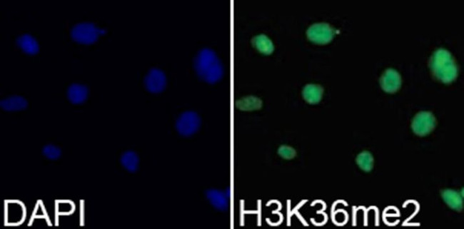 H3K36me2 Antibody in Immunocytochemistry (ICC/IF)