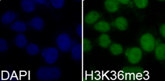 H3K36me3 Antibody in Immunocytochemistry (ICC/IF)