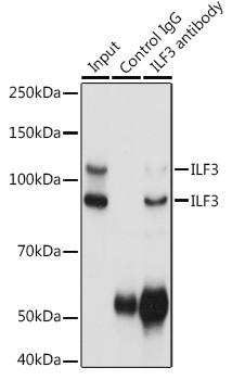 ILF3 Antibody in Immunoprecipitation (IP)