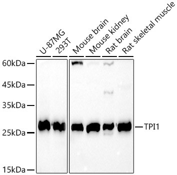 TPI1 Antibody in Western Blot (WB)