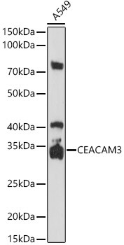 CEACAM3 Antibody in Western Blot (WB)