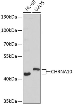 CHRNA10 Antibody in Western Blot (WB)