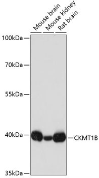 CKMT1B Antibody in Western Blot (WB)