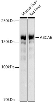 ABCA6 Antibody in Western Blot (WB)