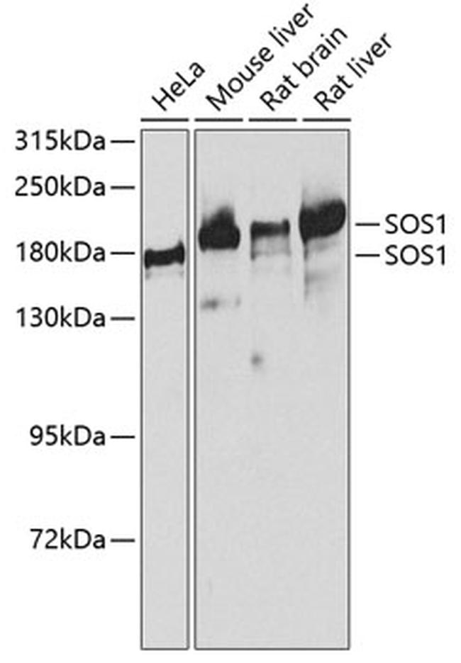 SOS1 Antibody in Western Blot (WB)