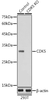 CDK5 Antibody in Western Blot (WB)