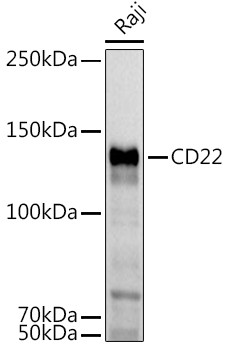 CD22 Antibody in Western Blot (WB)