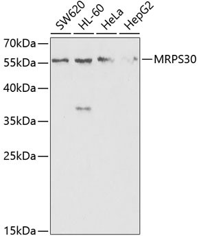 MRPS30 Antibody in Western Blot (WB)