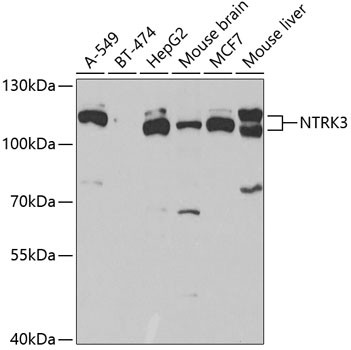 TrkC Antibody in Western Blot (WB)