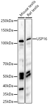 USP16 Antibody in Western Blot (WB)