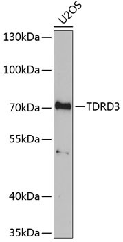 TDRD3 Antibody in Western Blot (WB)
