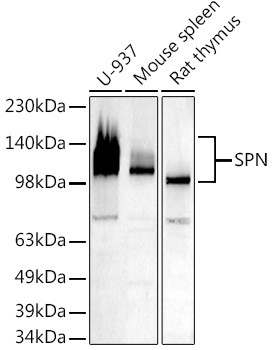 CD43 Antibody in Western Blot (WB)