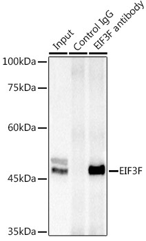 eIF3f Antibody in Immunoprecipitation (IP)