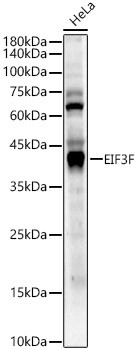 eIF3f Antibody in Western Blot (WB)