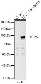 TGM5 Antibody in Western Blot (WB)