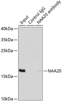 NAA20 Antibody in Immunoprecipitation (IP)