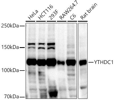 YTHDC1 Antibody in Western Blot (WB)