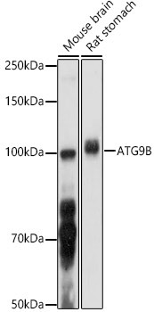 ATG9B Antibody in Western Blot (WB)