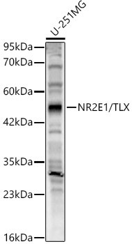 TLX Antibody in Western Blot (WB)