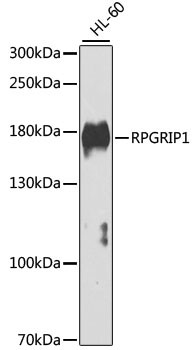 RPGRIP1 Antibody in Western Blot (WB)
