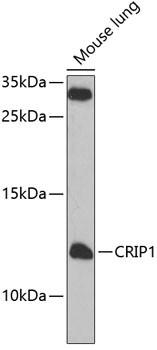 CRIP1 Antibody in Western Blot (WB)