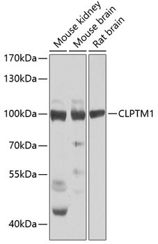 CLPTM1 Antibody in Western Blot (WB)