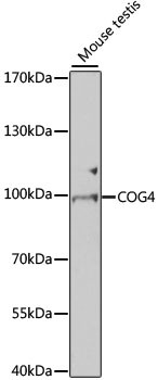 COG4 Antibody in Western Blot (WB)
