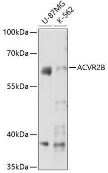 ACVR2B Antibody in Western Blot (WB)