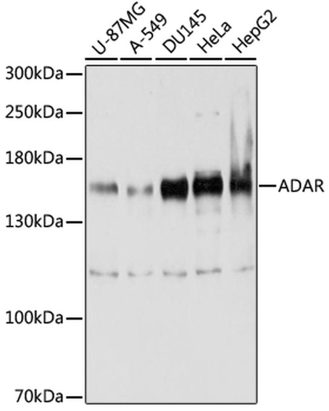 ADAR Antibody in Western Blot (WB)