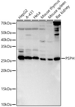 PSPH Antibody in Western Blot (WB)