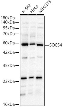 SOCS4 Antibody in Western Blot (WB)