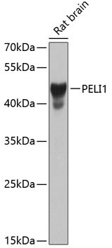 Pellino 1 Antibody in Western Blot (WB)