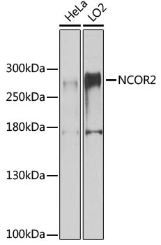 NCoR2 Antibody in Western Blot (WB)