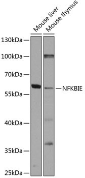 IkB epsilon Antibody in Western Blot (WB)