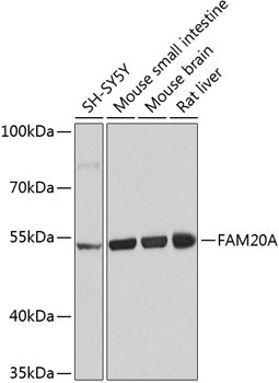 FAM20A Antibody in Western Blot (WB)