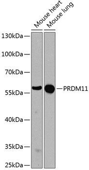 PRDM11 Antibody in Western Blot (WB)