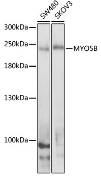 MYO5B Antibody in Western Blot (WB)