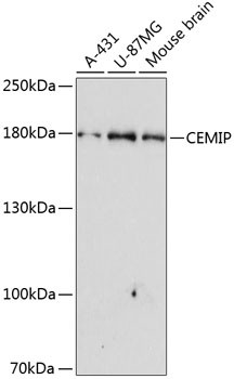 KIAA1199 Antibody in Western Blot (WB)